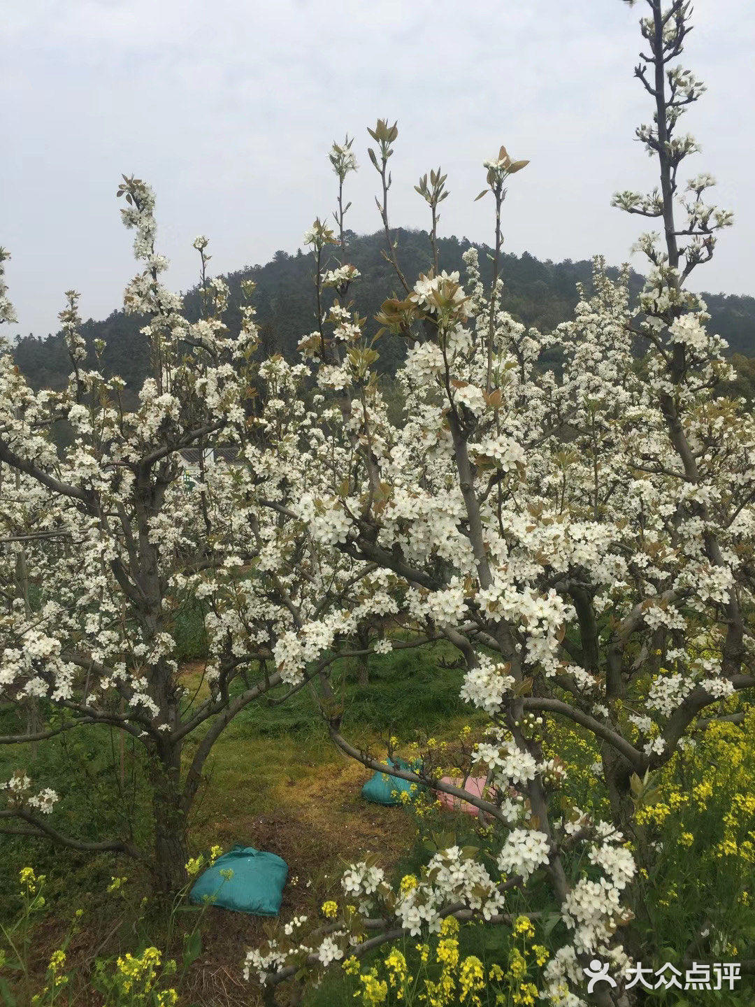 千树万树梨花开,树山的梨花已经开放