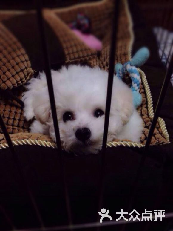 上海宠物店 宠物狗狗买卖交易(上海浦东宠物店