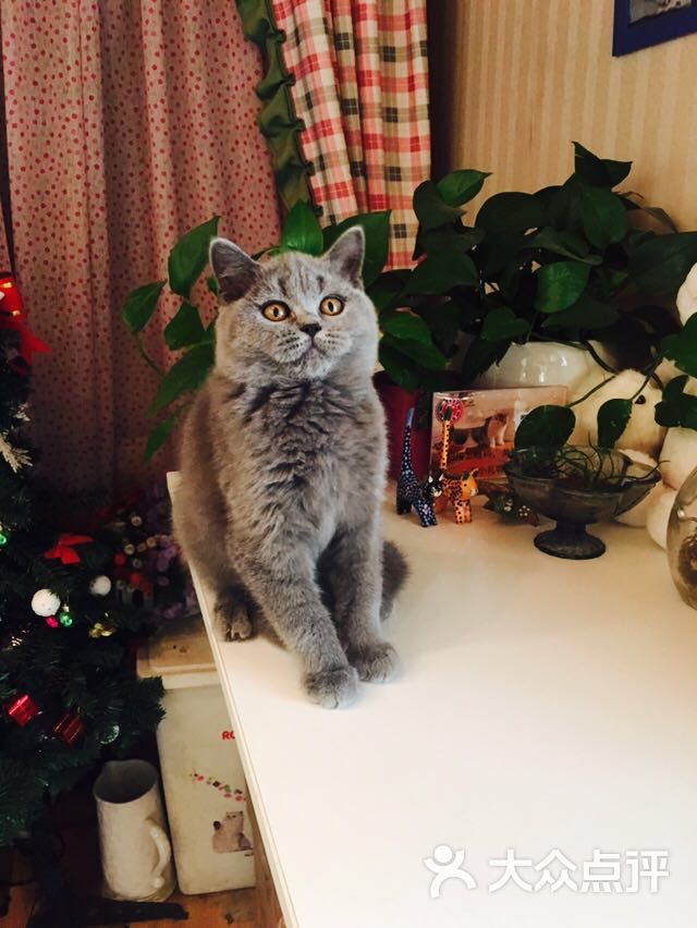 甜饼宠猫猫舍-图片-北京宠物