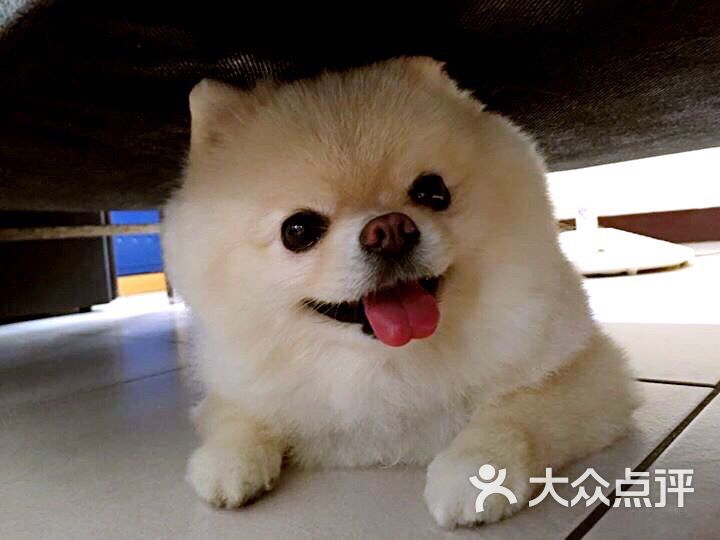 汪肥喵润宠物生活馆汪肥喵润宠物生活馆图片 - 第3张