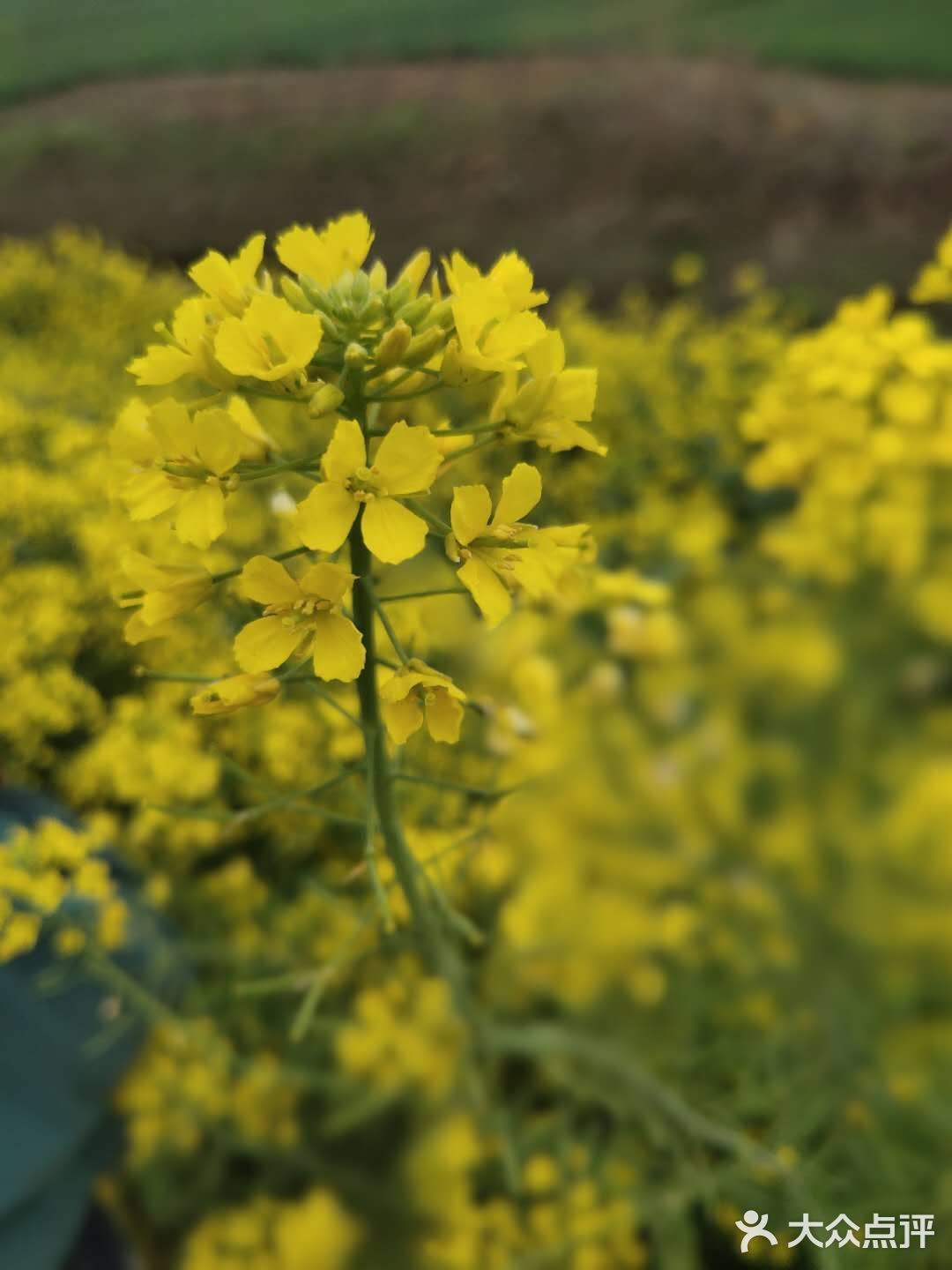 漫天油菜花