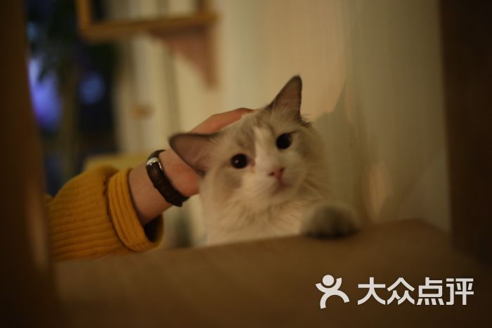 喵先森猫咪主题咖啡馆-图片-银川美食-大众点评网