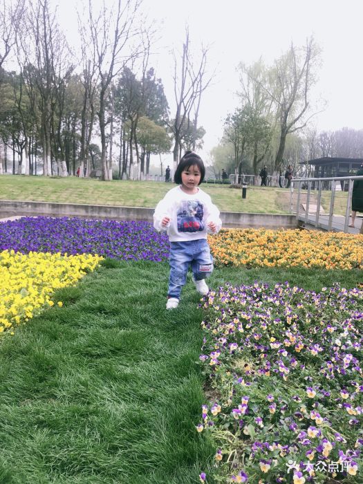 昆山巴城荷兰郁金香文化节