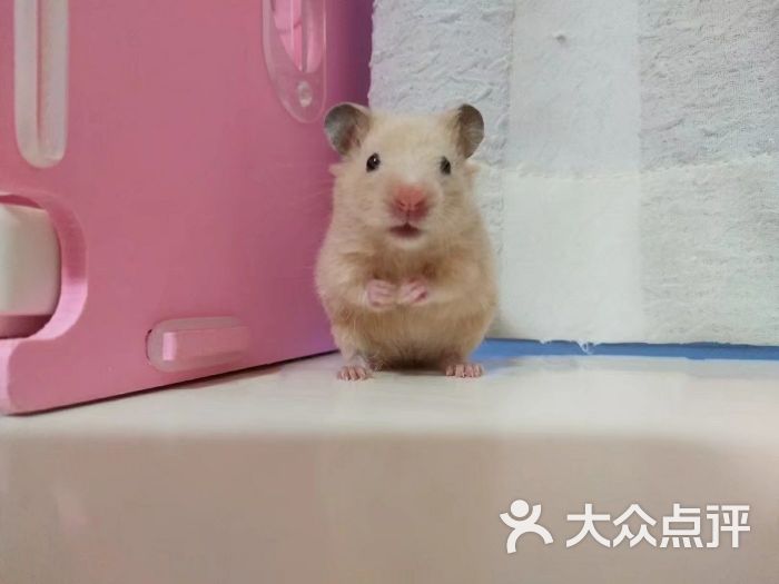仓鼠米熊