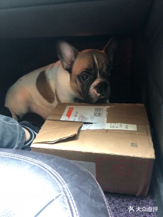 第一次在他家看病,说我家狗骨折需要做手术.