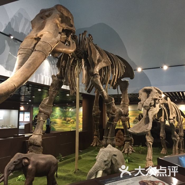 中国古动物馆图片-北京博物馆-大众点评网