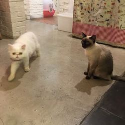 猫的树导演最新消息 WCx7tRUiVBLTYWLOcMaXAFbGZ6fqrOEAy0igC5AqwiDvUPc0uvPZgapcPaIAQB27F5u7J_jS4MuCaeLAHD0KTg.jpg