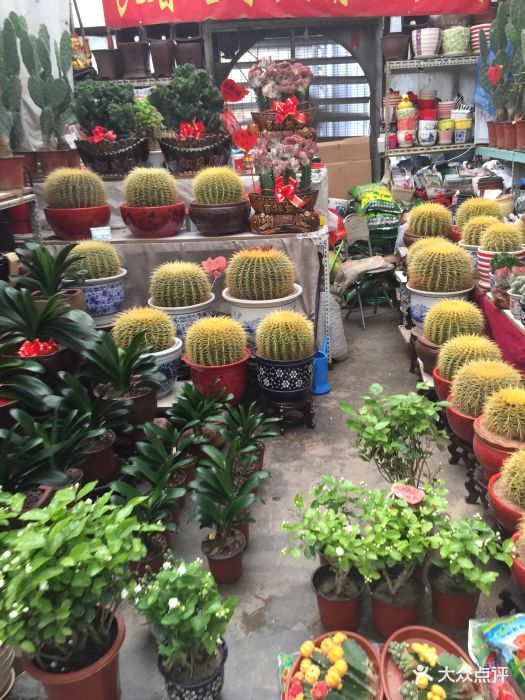 玉泉营花卉市场图片 - 第121张