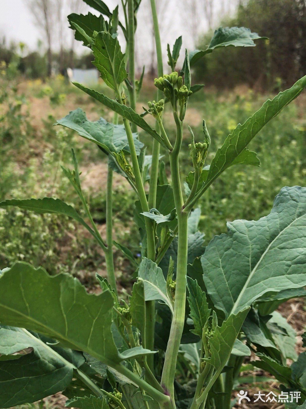 春季野菜系列四清炒野油菜