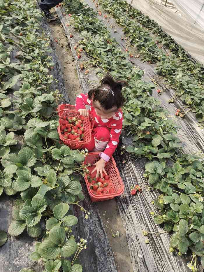 幸福草莓园(青浦店)-"一直想去采草莓,没有出门,终于.