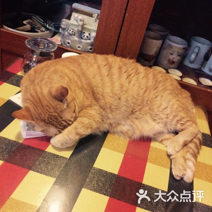 吃饭睡觉打豆豆猫咪咖啡店图片 - 第1张