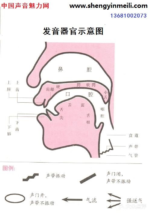 发音器官示意图