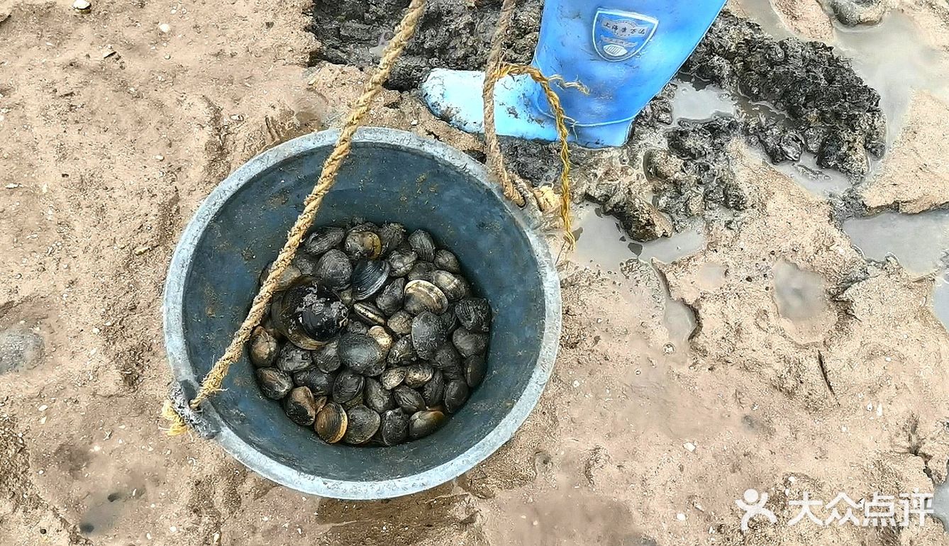 深圳赶海日记小桂老码头退潮赶海