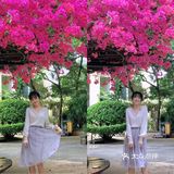 春天来了簕杜鹃又开了大家快拍照吧