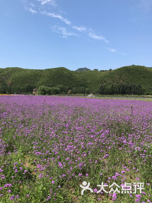 人间花海图片 - 第110张