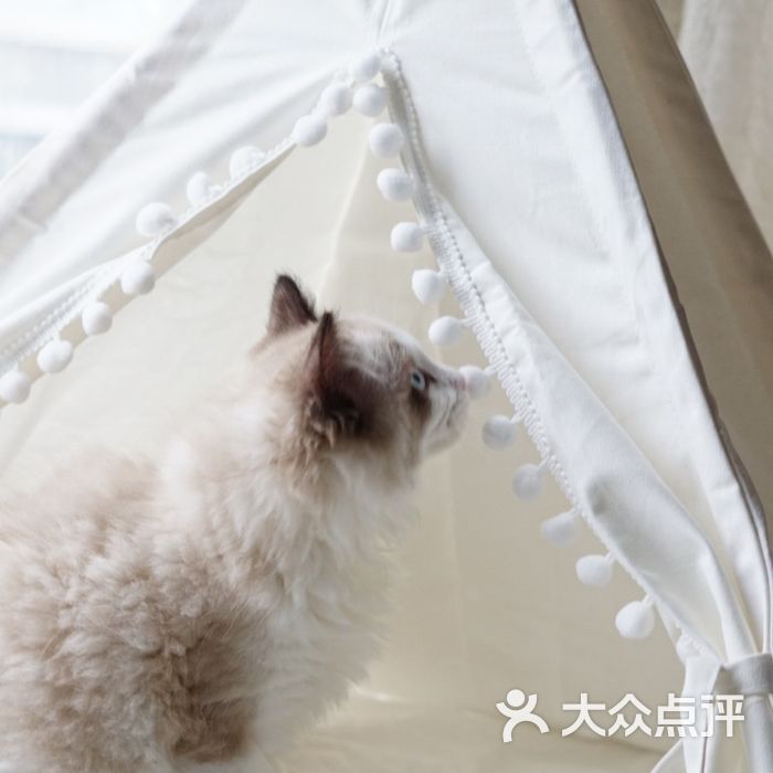 march椿布偶猫舍图片-北京宠物店-大众点评网