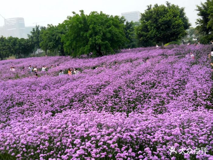 福州花海公园图片 - 第40张