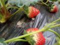 草莓火龙果园