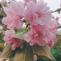 大洋湾樱花园门票_地址_地图_攻略(图)-盐城