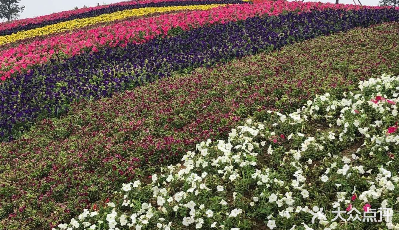 狼牙山花海