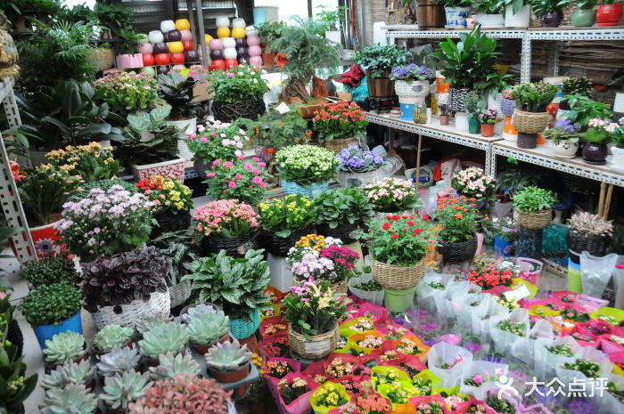 玉泉营花卉市场-图片-北京购物-大众点评网