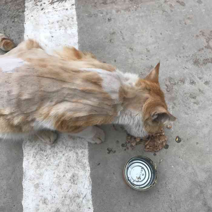 把捡到的2只小流浪猫送到吴阿姨那了,两个小家伙不用在外流浪受罪了