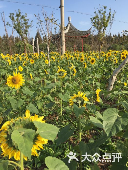 葵园生态农庄休闲乐园图片 - 第522张