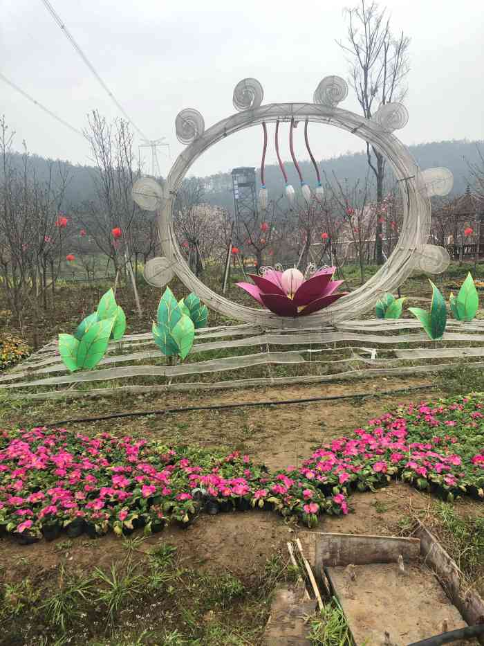 绵阳盛世樱花悠乐谷"去的时候还没开花,光秃秃的,还在建设中.