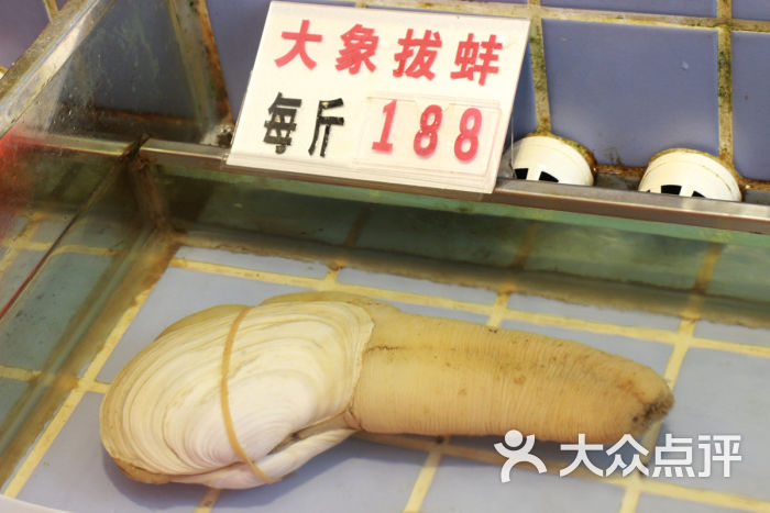 海鲜小象拔蚌_海里的象拔蚌_海鲜象拔蚌