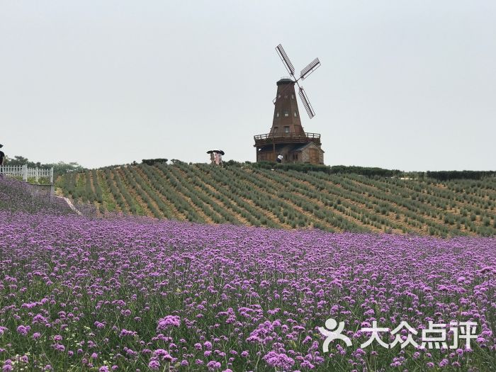 谷里薰衣草庄园-图片-南京周边游-大众点评网