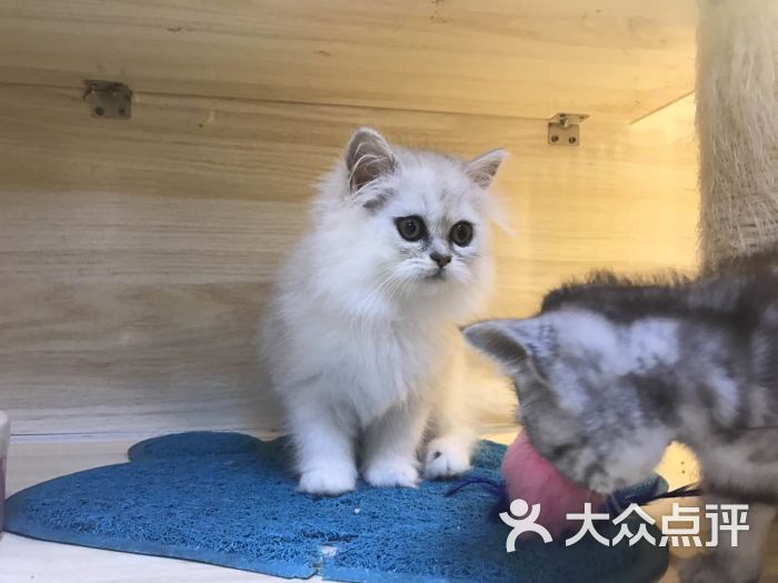 加油猫先生宠物店猫舍图片 - 第3张