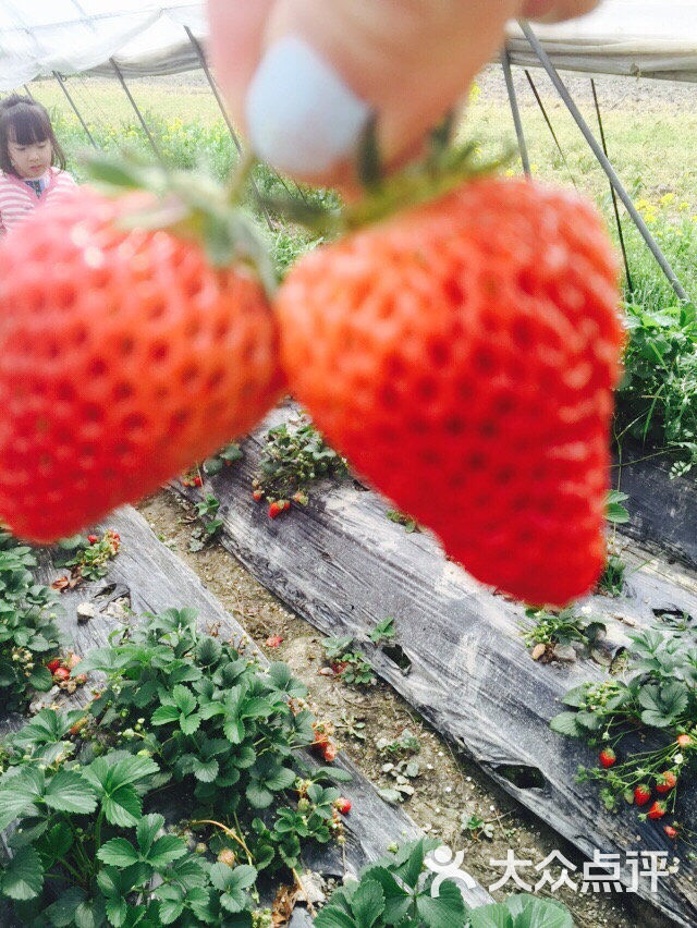 彭妈妈摘草莓农家乐