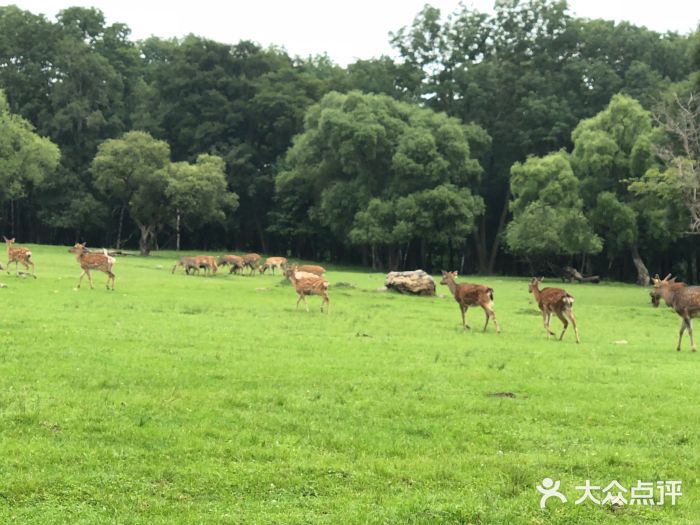 森工平山皇家鹿苑景区图片