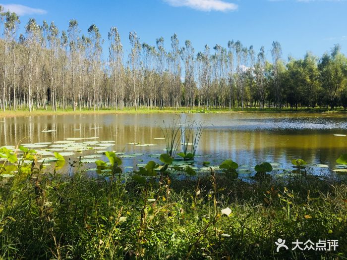东郊湿地公园-图片-北京周边游-大众点评网
