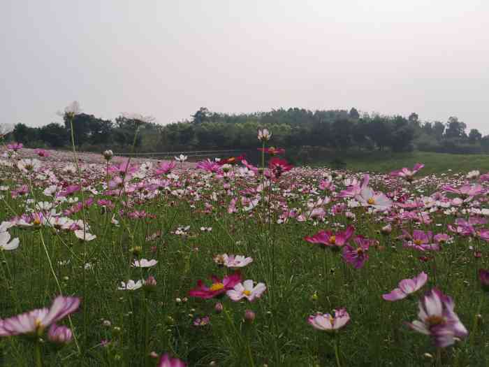 重庆白市驿驿都花海