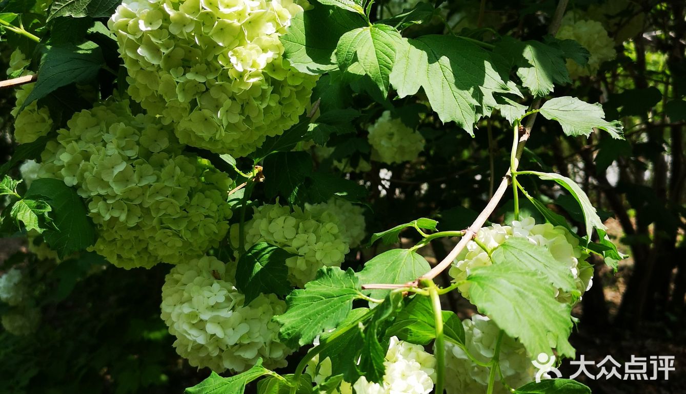 绿色琼花