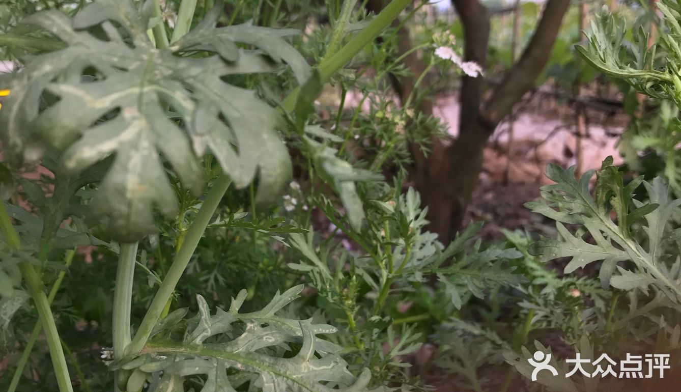 桐花菜(在福建等地也叫鹅菜,义菜)