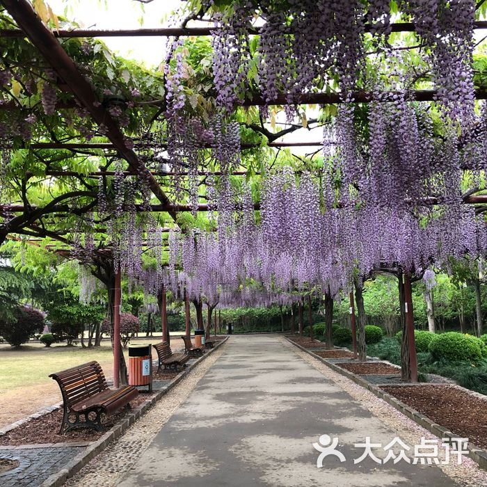 嘉定紫藤园