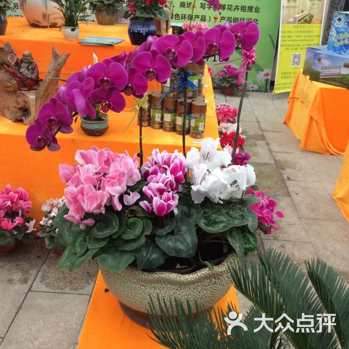 西北长安花卉秦岭花世界图片 - 第32张