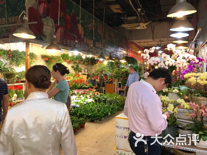 曹家渡花鸟市场图片 - 第258张
