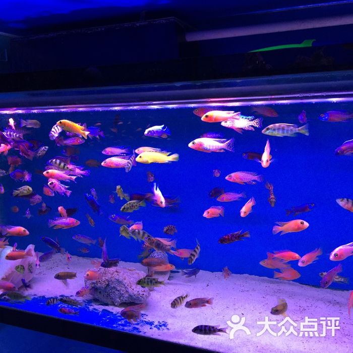 香炉礁鱼花商场