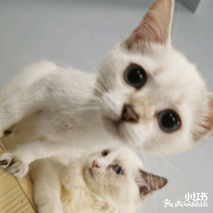 拾光猫咖·全国连锁猫舍(苏宁店-图片-徐州宠物-大众点评网