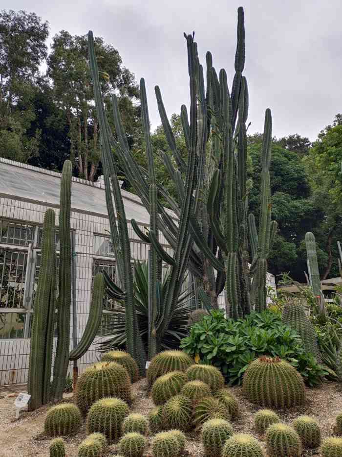 荫生植物园-"人民公园阴生植物园内的荷塘,比起夏天的