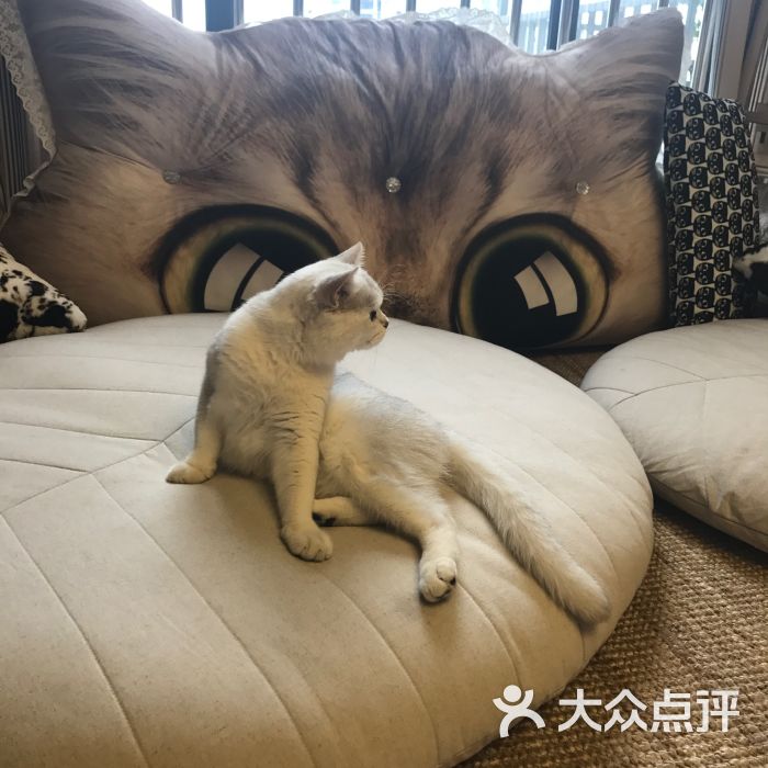 mocha猫咖休闲猫咪生活馆图片 第13张