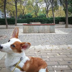 狗望着云是什么成语_这是什么成语看图(2)