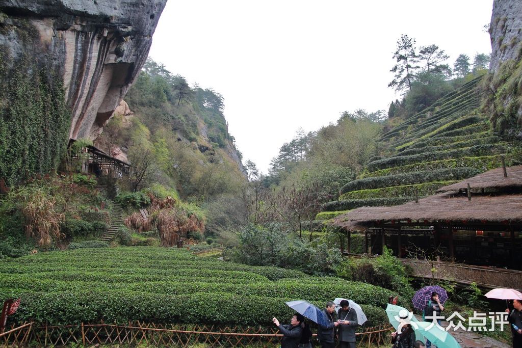 武夷山风景名胜区九龙窠山谷 大红袍茶树图片 第2张