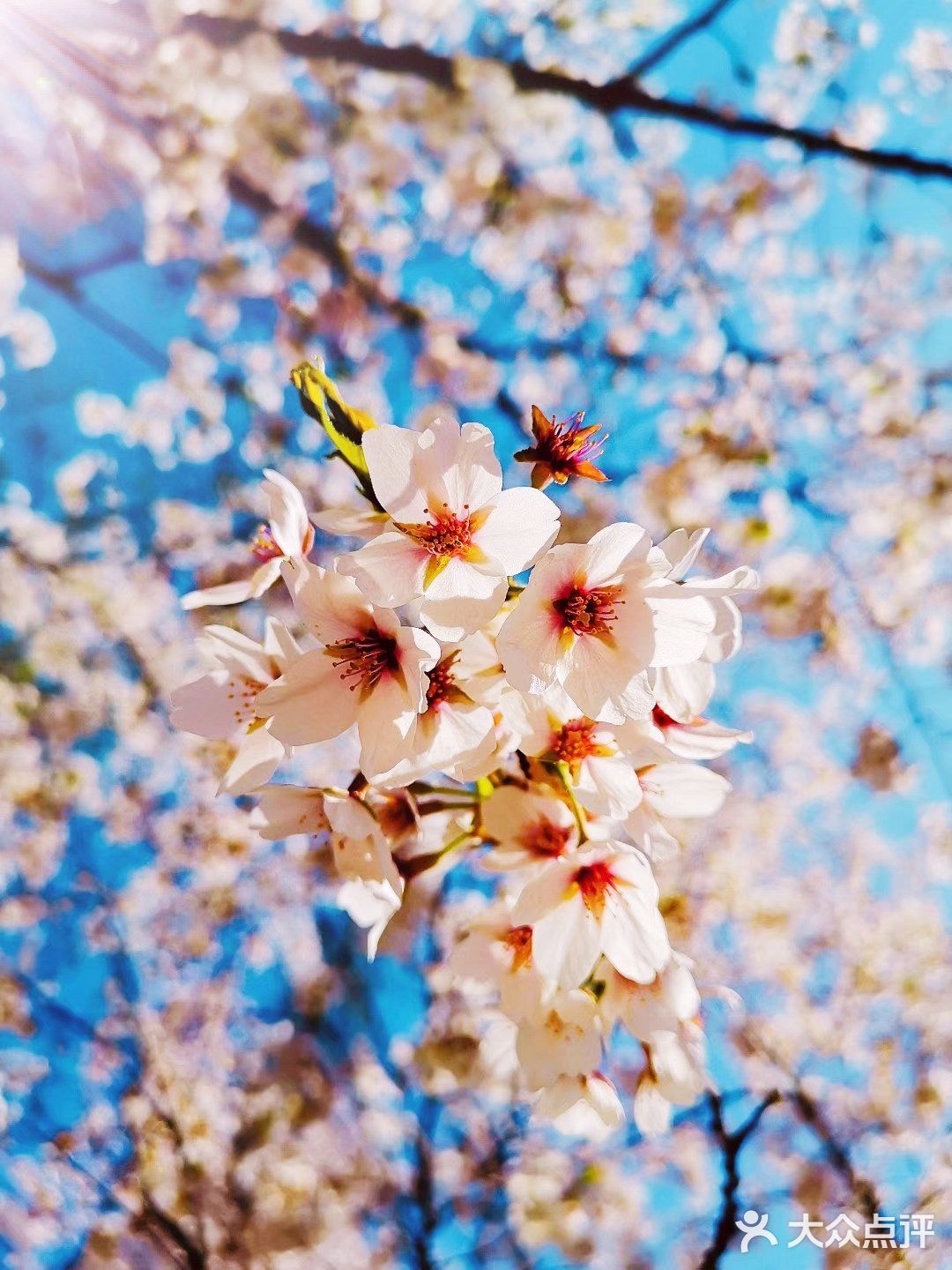 三月是春暖花开的季节 草儿绿了,枝子发芽,花也开了