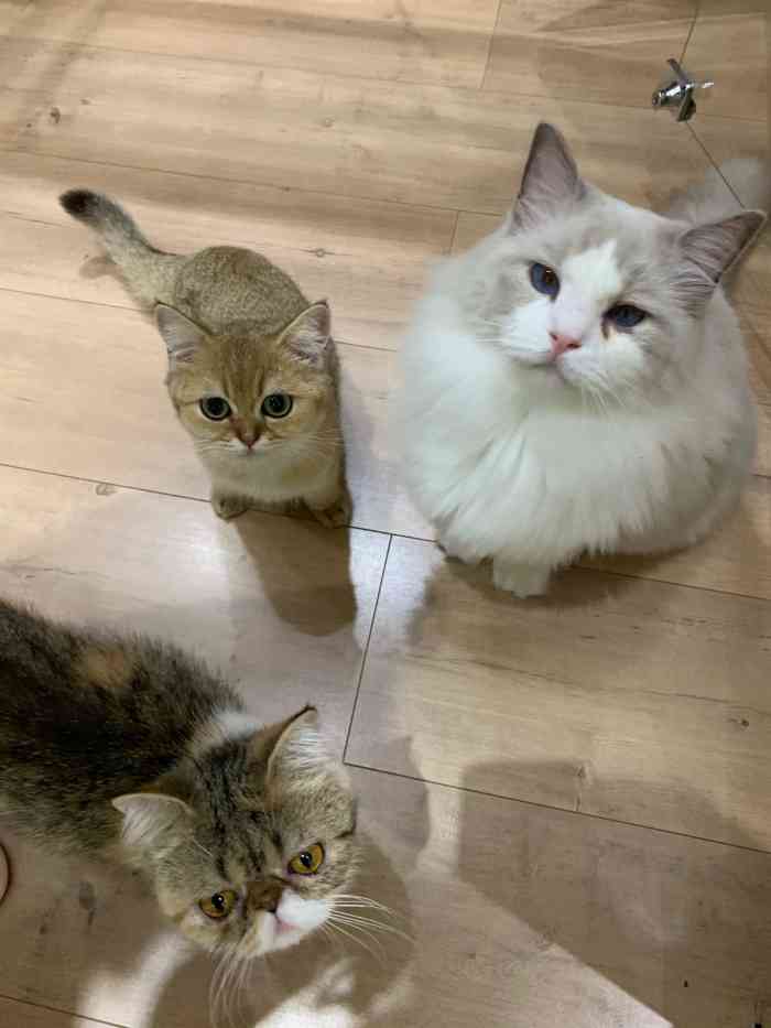 古德猫柠cat cafe(湖畔店)-"听说湖畔有猫咖,马上就来