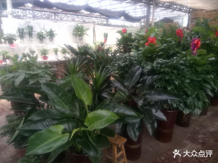 西三教花卉市场图片 - 第14张