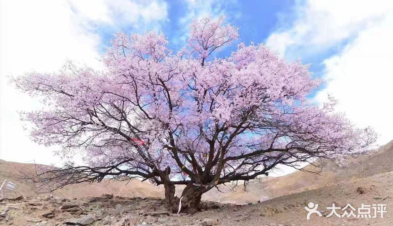 2021年林芝桃花节来啦